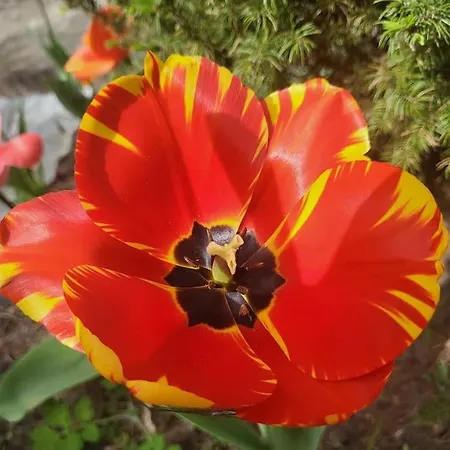 Haus Am Walde Daire *