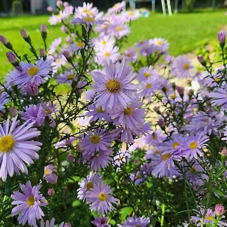 Haus Am Walde Daire *