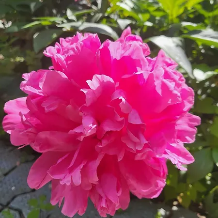 Daire Haus Am Walde *