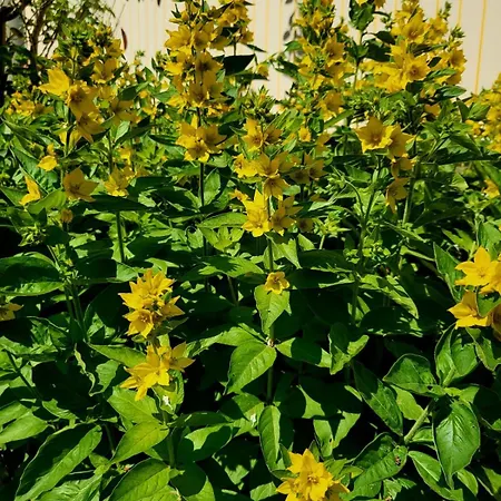 Haus Am Walde * Müllrose