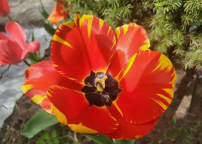 Haus Am Walde Apartamento *