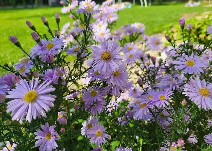 Haus Am Walde Apartamento *