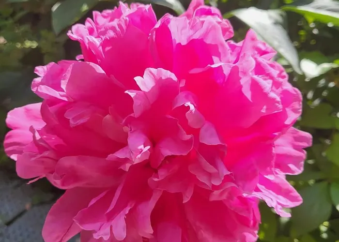 Apartamento Haus Am Walde *