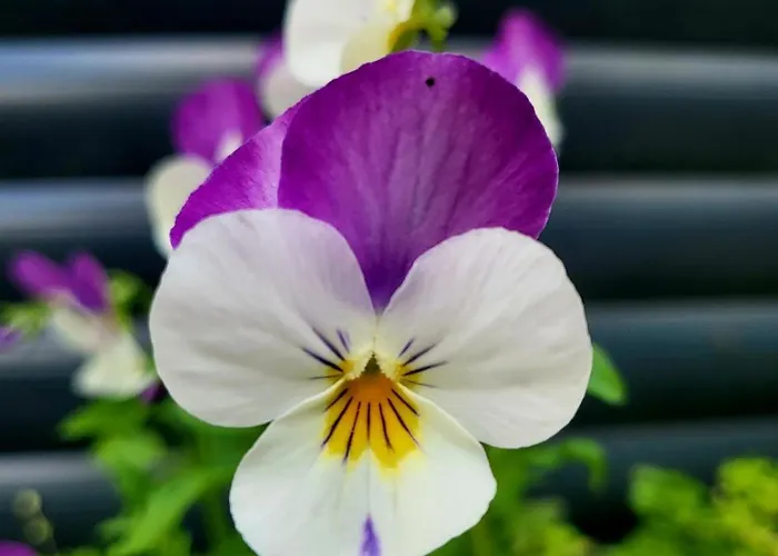 Haus Am Walde Apartamento